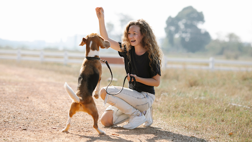 Organic Dog Treats for Outdoor Activities and Travelling