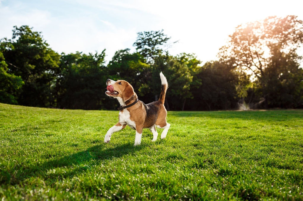 Healthy & Delicious: The Benefits of Coconut and Peanut Butter Dog Treats
