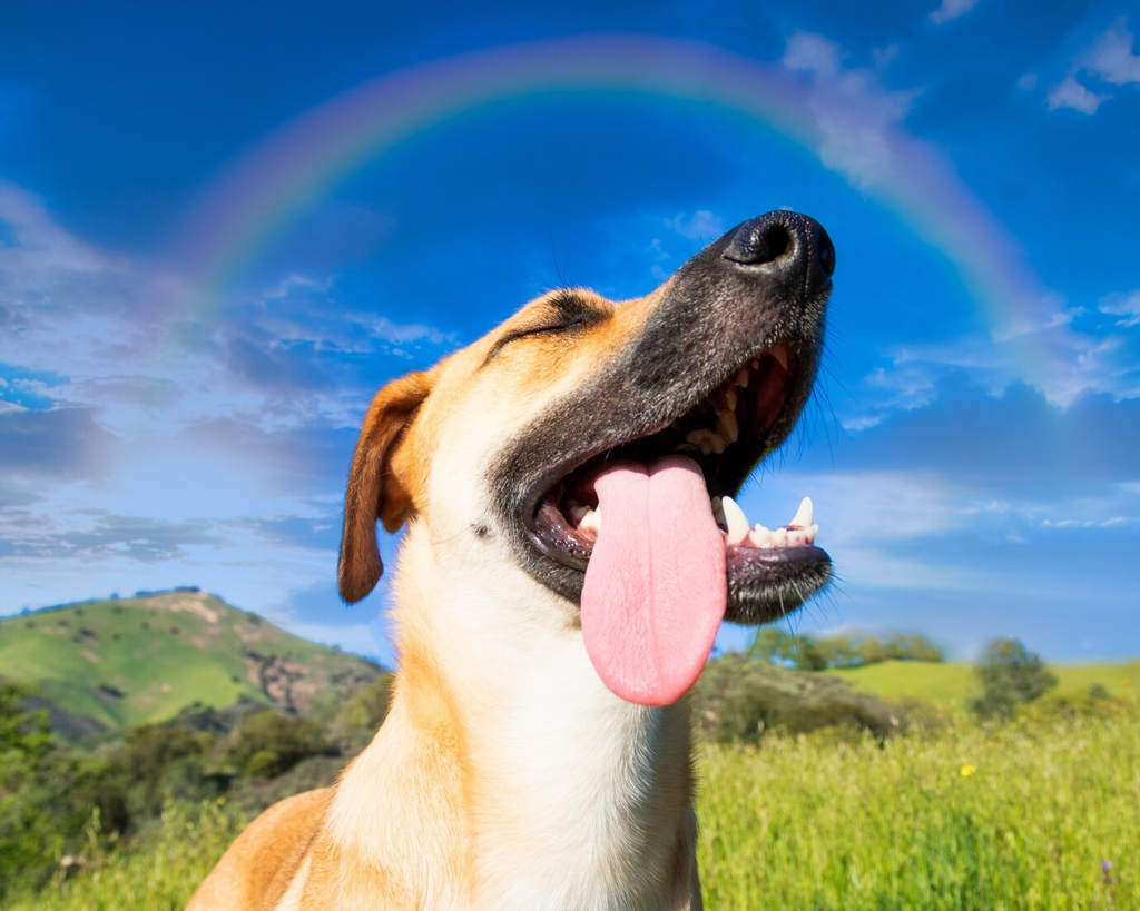 Texture Confusion Technology: Solving the "Eat the Treat, Spit the Pill" Problem