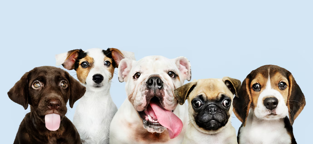 Apple Treats for Dogs: Healthy Snacking for Your Furry Friend