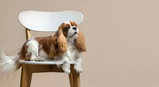 Organic Calming Treats For Dog