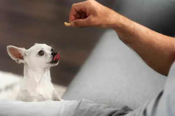 What Are The Best Low-Calorie Dog Treats