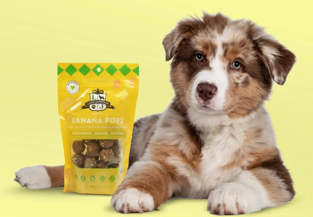 Puppy with a package of Banana Pops dog treats on a yellow background