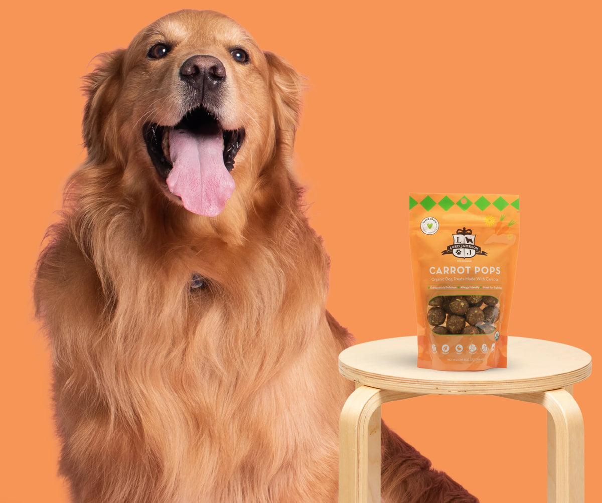 Happy dog with a package of Carrot Pops on an orange background