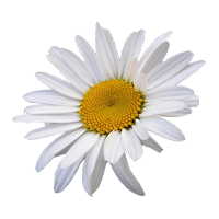 Organic Chamomile